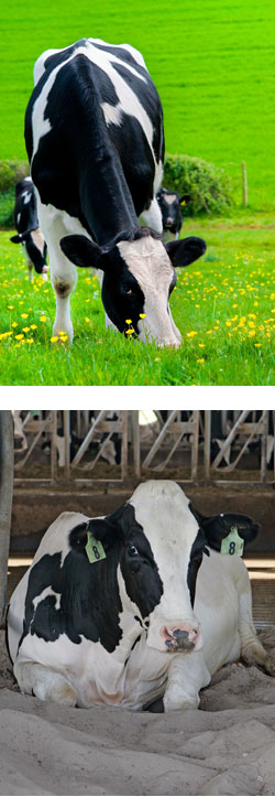 cows